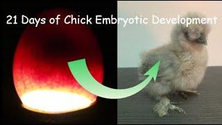 21 Days of Chick Embryotic Development