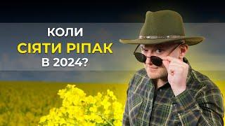 КОЛИ СІЯТИ РІПАК В 2024? СРОКИ, СІВАЛКА, РІСТ РЕГУЛЯТОРИ, НАСІННЯ, ТЕХНОЛОГІЧНИЙ ПРОРИВ.