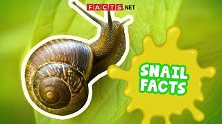 Snail Facts You Probably Didn't Expect