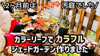 【ガーデニング】半日陰の小さな場所にカラーリーフでシェードガーデン作り/12月の庭