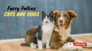 Furry Follies - Cats vs Dogs