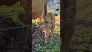 Meet Douglas, the newest member of our herd. A jersey-highland cross. #homesteading #homestead #cows