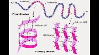 Biochemistry- Module-3:Primary and secondary structure of proteins-3 Sem B. Sc Microbiology