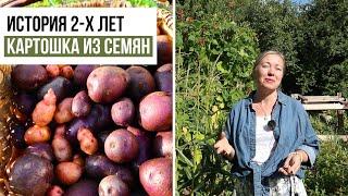 Второй сезон картошки из семян / Сбор урожая