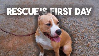 How to Train your RESCUE dog on day ONE to SIX weeks!