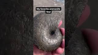 Most Stunning Ammonite Found From Cliff Fall (Beautiful)
