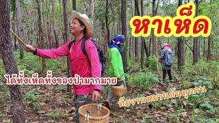 หาเห็ด ดอยนาสา ►Fishing lifestyle Ep.770