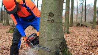 Baum fällen - sicher und richtig, Teil 1: Grundlagen