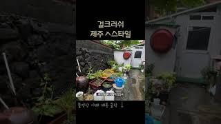 제주도 오면 꼭 사야할 것