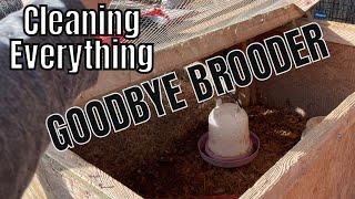 Brooder is GONE | a Visit from Hyddenwell Farm | The Shearin Homestead