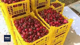 صادرات بیش از ۹۰۰ تن گیلاس از خراسان شمالی به روسیه