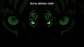 Magnificent Royal Bengal Tiger: King of the Jungle  #royalbengaltiger  #tigershorts #wildlife