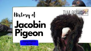 History of Jacobin Pigeon | Fancy Pigeon Series | TUKLASibonPH