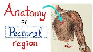 Anatomy of Thorax - Anatomy of Pectoral Region - Anatomy of Upper Limbs - Brachial Plexus