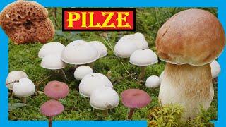 Pilze im Oktober  Gift Champignons, Steinpilze, Habichtspilze, Leucocortinarius, Lacktrichterlinge