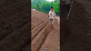 Amazing Chinese Ginger farming Technique! 