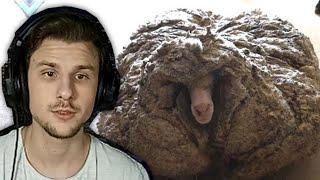 Юни смотрит Daily Dose of Internet