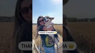 Guy dates girl for 3 months and suddenly has 2 corgis #corgi #shorts #dogs