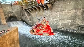 Using GIANT SHAD To Catch The KING OF THE RIVER!!! (Biggest Of The Year)