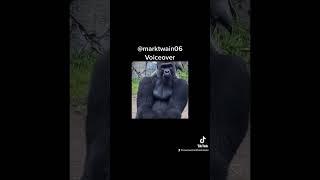 #fypシ #foryou #lol #funnyvideo #funny #foryoupage #funnyshorts #haha #monkey #gorilla #zoo