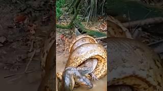 Анаконда – гигантская змея, которая убивает Каймана ,  Ягуара без яда #snake #amazon #анаконда