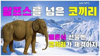 알프스를 넘은 코끼리. 역시 결혼선물엔 코끼리가 제격이지 | #세어버스 #비엔나