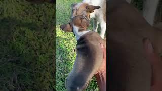 Dogs  #shortvideo#entertainingpets #funnypets #dog #cute #animals #entertainment #shorts #happy