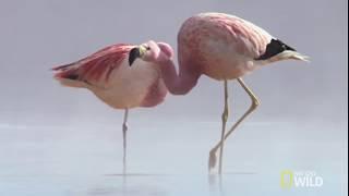 These Flamingos Have Sweet Dance Moves