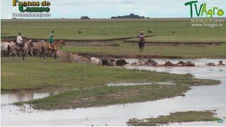 Trabajo de Invierno en los Llanos orientales (Ganadería extensiva) - TvAgro por Juan Gonzalo Angel