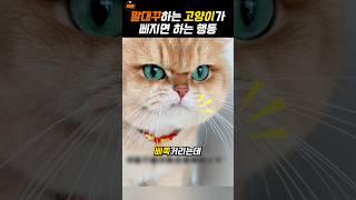 화가 나면 더 귀여워지는 고양이