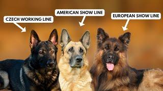 5 Types of German Shepherds and How to Identify Them