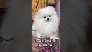 How often should you be bathing your dog? Tips to avoid having a smelly dog