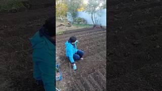 Дела огородные. Собрали урожай, прибрали огород #сельскаяжизнь #юг #жизньвдеревне