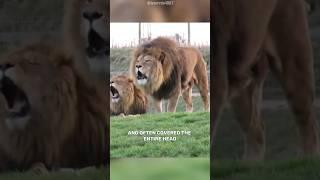 The Extinct Royal Barbary Lions #barbarylion #lion #wildlife #wildlifeplanet