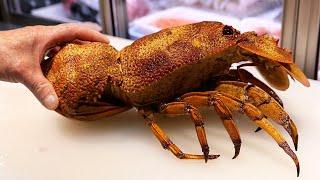 Japanese Street Food - RED SLIPPER LOBSTER AND GROUPER FISH Okinawa Seafood Japan