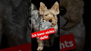 Ich heiße Flip und bekomme ich ein Like  ? #puppy #doglover #cute #petlover #funny