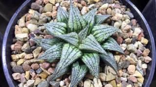 Haworthia collection