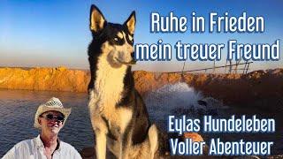 Ruhe in Frieden mein treuer Freund / Eylas Hundeleben voller Abenteuer!