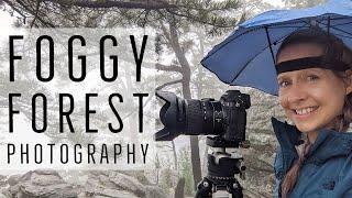 Foggy Forest Photography with the Nikon Z6 - 10 Months After a Forest Fire