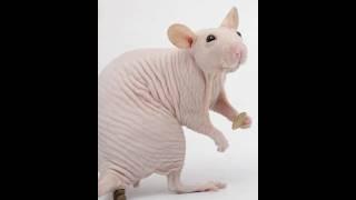 What would animals look like if they didn't have hair? #shortvideos #facts #amazingfacts