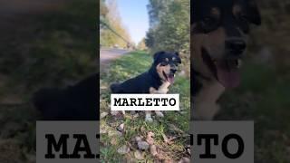 MARLETTO - jest gotowy do pokochania i adoptowania / czytaj opis ! #pies #adoptme #wolontariat #dog