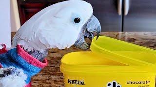 FUNNIEST Parrots of 2024  | BEST Bird Compilation #parrotlovers #birds #cutebirds  #animals