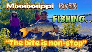 Episode 63: Mississippi River fishing “the bite is non-stop”#fish#mississippiriver#fishingsetup