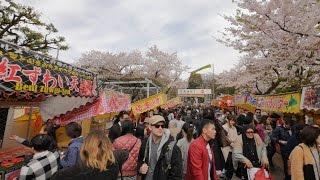 4K・ 【4K】Videowalk in Ueno Park during sakura blooming