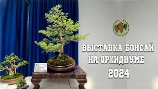 Выставка бонсай на Орхидиуме  2024 @Studio.Bonsai