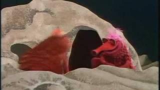 The Muppet Show: Koozebanian Mating Ritual