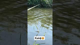 Карась на поплавок  #fishing #рыбалка #карасьнапоплавок #карась