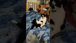 КОШКА МАРОШКА НА ЧИЛЕ. #кошка #котики #котëнок #cat #приколы #приколыскотами #прикол #расслабон
