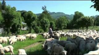 MON BEAU CANTAL 32 TRANSHUMANCE DE MOUTONS MANDAILLES 2012