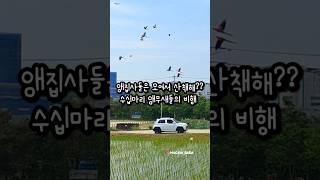 대형앵무새 집사들이 모여 산책하면? #앵무새 #앵무새자유비행